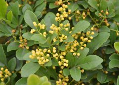 米蘭花掉葉子怎么辦？