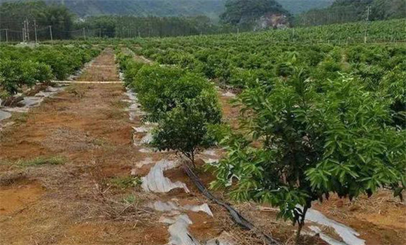 柑橘的土、肥、水管理