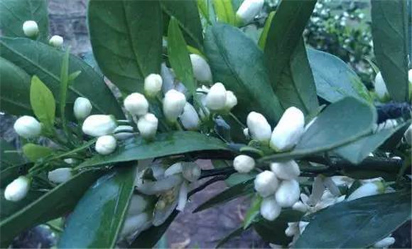 柑橘的促花技術(shù)要點