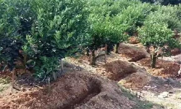 柑園追肥，需開溝條施