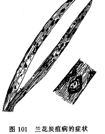 怎樣防治香石竹莖腐病 香石竹病蟲害防治技術(shù)