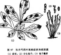 怎樣防治牡丹、芍藥紅斑病