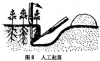 ="苗木在起、運(yùn)過程中應(yīng)注意什么"