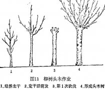 什么是柳樹頭木作業(yè) 怎樣施行？