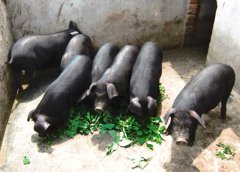 怎樣飼養(yǎng)黑豬？黑豬養(yǎng)殖技術(shù)要點(diǎn)介紹