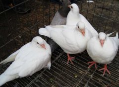 肉鴿如何才能提高成活率？