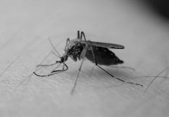 蚊子的壽命有多長，蚊子最怕什么植物、動物