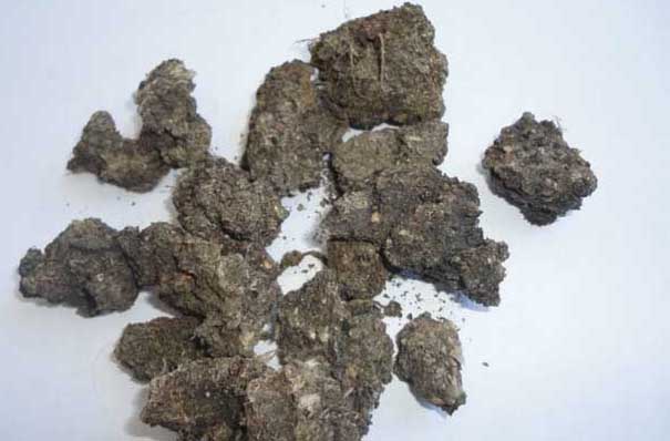 養(yǎng)牛技術