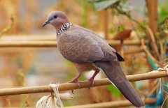 珠頸斑鳩吃什么食物？