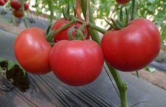 西紅柿常用激素、調(diào)節(jié)劑、微肥、葉面肥