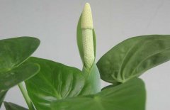 滴水觀音開(kāi)花嗎？