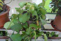 常見(jiàn)的凈化空氣的室內(nèi)植物有哪些？