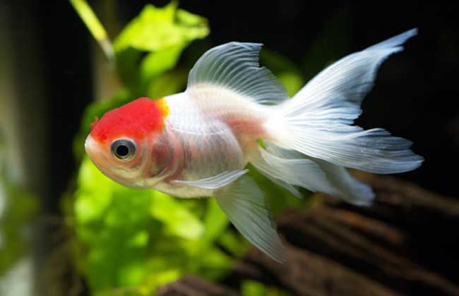 蝶尾金魚(yú)