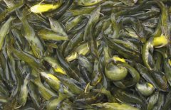 黃顙魚的市場(chǎng)參考價(jià)格，黃顙魚的選購(gòu)方法