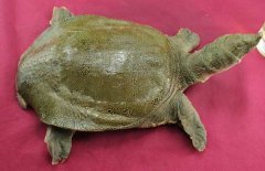 吃甲魚(yú)過(guò)敏怎么辦，其過(guò)敏的原因是什么？