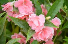 鳳仙花能治療灰指甲嗎？