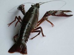 小龍蝦與非肉食性魚(yú)類(lèi)混養(yǎng)技術(shù)
