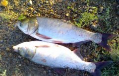 白鰱和鳙魚的區(qū)別有哪些？