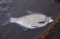 鳊魚(yú)吃什么食物？鳊魚(yú)的飼料如何搭配合適