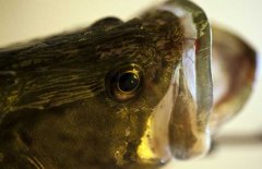 鱖魚品種有哪幾種、各有什么特點？