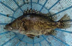 鱖魚和桂魚的區(qū)別是什么，鱖魚的別稱有哪些