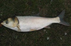 鰱魚(yú)疾病防治技術(shù)：爛鰓病、四極蟲(chóng)病、豎鱗病