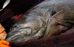 石斑魚是海水魚還是淡水魚 它的產地是哪里？