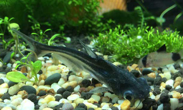 鸚鵡魚和什么魚混養(yǎng)好？