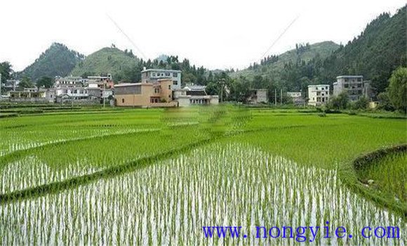 搶茬精播，穩(wěn)過立苗關