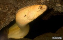 鰻魚的產(chǎn)地分布、生活習性與生長過程