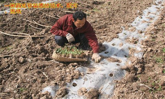 放苗、間苗、補苗