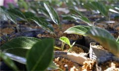 鳳梨的種植密度、育苗方法 鳳梨的種植方法
