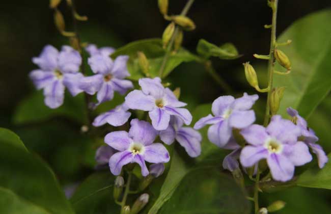 連翹種植技術