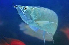 銀龍魚能長多大？銀龍魚多少錢一條