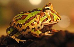 角蛙的飼養(yǎng)方法，角蛙如何飼養(yǎng)