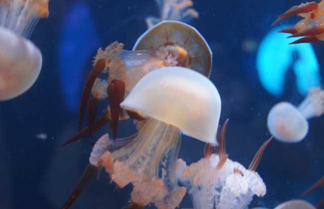 海蜇能蜇死人嗎？