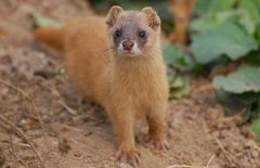 黃大仙是什么動物，黃鼠狼為什么叫黃大仙