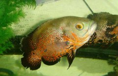 地圖魚吃什么長得快，地圖魚吃什么飼料好？