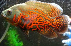 地圖魚到底能長多大、吃什么長得快？