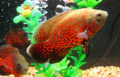 地圖魚怎么分公母，其雌雄如何鑒別