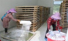 蠶桑生產中石灰的消毒作用及應用方法