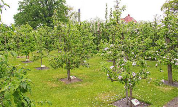 防止夏、秋季開花的措施
