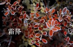 霜降的節(jié)氣由來，介紹關(guān)于霜降節(jié)氣的民間風俗