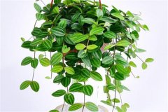 適合吊盆栽植的花卉有哪些，吊盆植物有哪些？