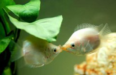 接吻魚好不好養(yǎng)殖，接吻魚怎么養(yǎng)才好？
