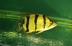 虎魚和什么魚混養(yǎng)，虎魚混養(yǎng)注意事項