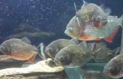 紅腹水虎魚吃什么，紅腹水虎魚怎么養(yǎng)？