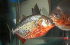 水虎魚怎么養(yǎng)，水虎魚的養(yǎng)殖方法