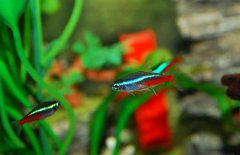 紅綠燈魚(yú)吃什么食物？紅綠燈魚(yú)怎么養(yǎng)殖好