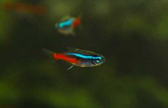 霓虹燈魚怎么養(yǎng)？霓虹燈魚形態(tài)特征